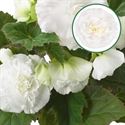 Bild von Begonia knol P12 tub. White